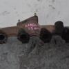 Коллектор выпускной Renault Kangoo 1.5dCi 1998-2008 8200022407 81129 - 4