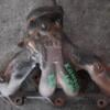 Колектор випускний Renault Kangoo 1.4 8V 1998-2008 93366 - 3