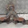 Коллектор выпускной Opel Zafira 2.2 16V (B) 2005-2011 24438032 229784 - 3