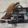 Замок кришки багажника Mercedes CLK (W208) 1997-2003 A2107500484 242599 - 3