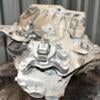 МКПП (механическая коробка переключения передач) 6-ступка Mini Cooper 1.6 16V (R56) 2006-2014 23007568720 376408 - 9