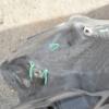 Панель передня (окуляр, телевізор) 06- (дефект) VW Touran 2003-2010 1T0805588AA 386118 - 2