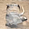 Компрессор кондиционера Fiat Doblo 1.4 8V 2000-2009 55194880 388916 - 6