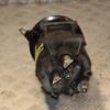 Компрессор кондиционера Renault Modus 1.5dCi 2004-2012 8200316164 397978 - 6