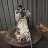МКПП (механическая коробка переключения передач) 5-ступка Subaru Legacy 2.0 16V 2003-2009 TY757XRAAB 436876 - 9