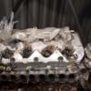 Двигун Toyota Corolla 2.0td (E11) 1995-2002 1CD-FTV 441575 - 11